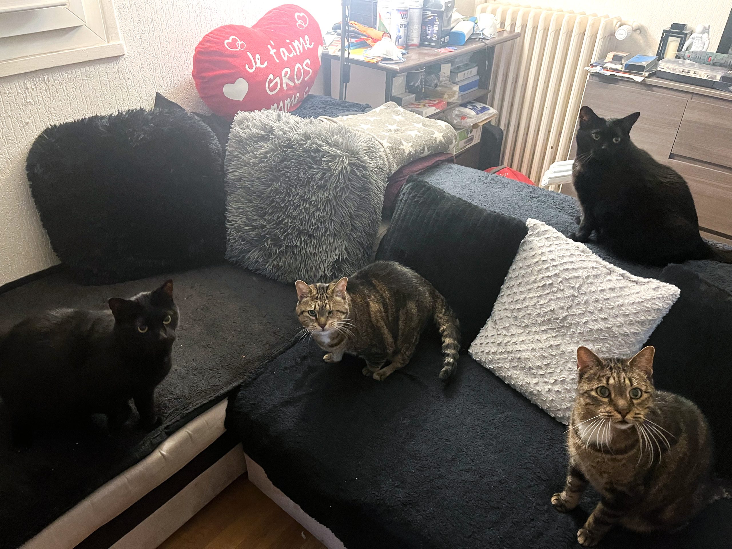 Four cats sit on a couch, two are black and two are brown stripped.