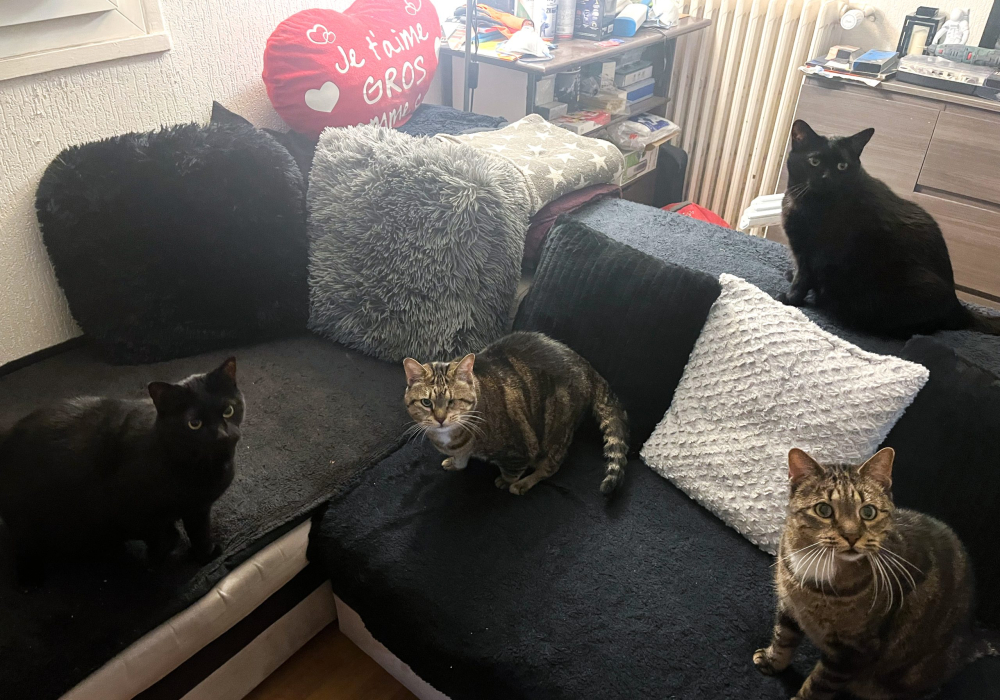 Four cats sit on a couch, two are black and two are brown stripped.